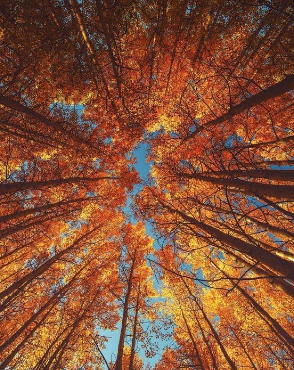 watchface-autumn-autumn-1