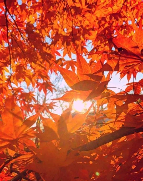 watchface-autumn-autumn-2