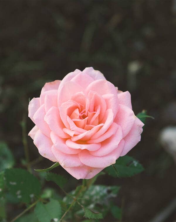 watchface-flowers-flowers-1