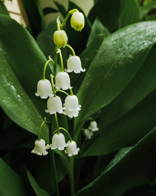 watchface-flowers-flowers-2