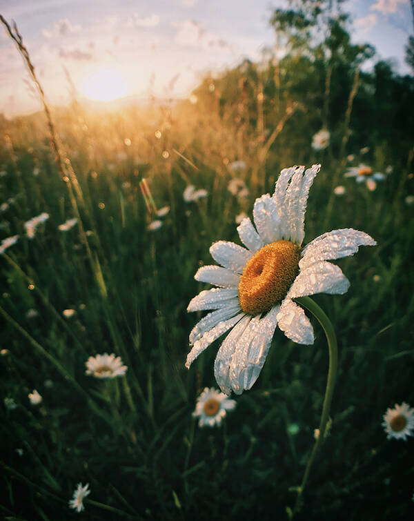 watchface-flowers-flowers-3