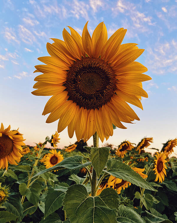 watchface-flowers-flowers-6