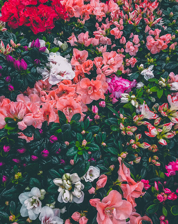 watchface-flowers-flowers-7