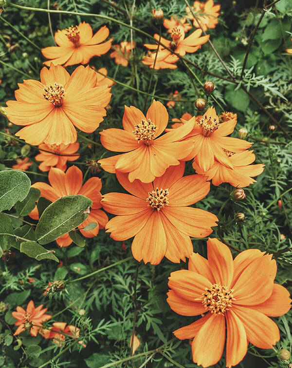 watchface-flowers-flowers-8