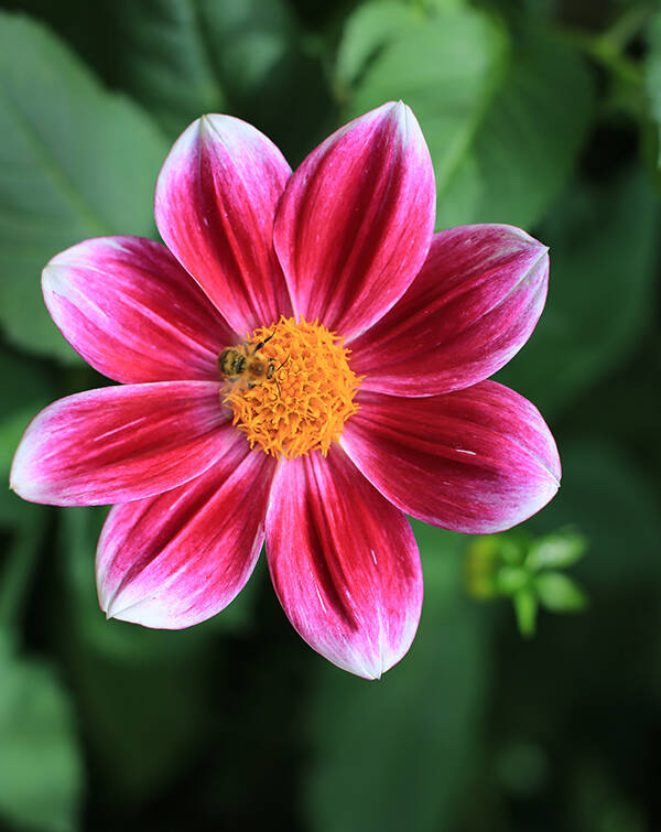 watchface-flowers-flowers-9